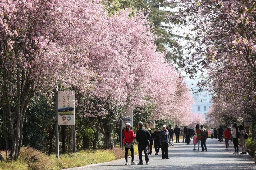 嫣红|腾冲花季丨海棠依旧、樱花烂漫