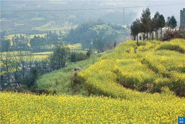 门票|罗平油菜花堪称东方大花园：满目金黄香百里，一方春色醉千山