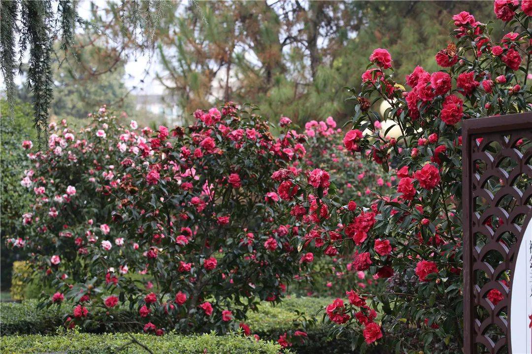 花瓣|腾冲花季丨茶花绰约