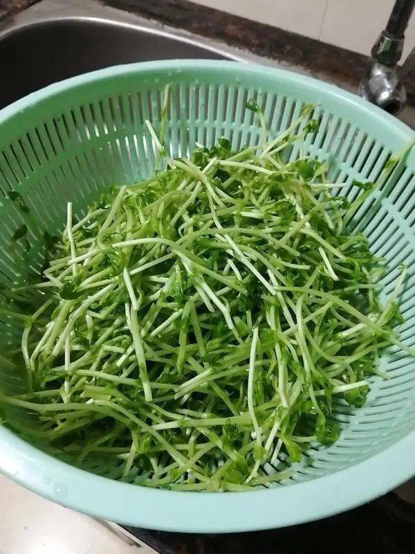 胡萝卜素它是“天然花青素”，豌豆苗你吃过吗？