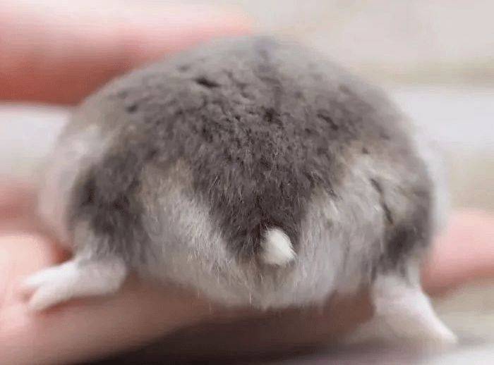 大象老虎屁屁摸不得，但ta的可以，不过不能贪摸哦！