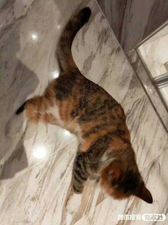 玳瑁色母猫1岁左右未绝育发情期,宠友社发布_小猫_妲己_白色