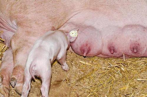 母猪没有奶水怎么正确催奶