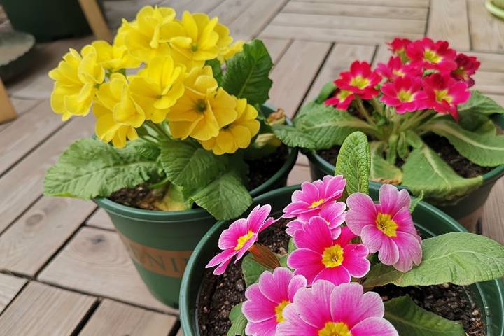 此小型盆栽花 植株可爱 花开美丽 花期长 还有香味 值得拥有 欧报 春花 品种