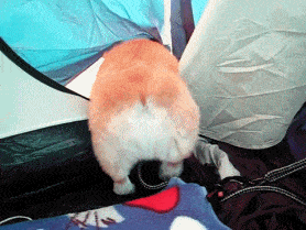 大象老虎屁屁摸不得，但ta的可以，不过不能贪摸哦！