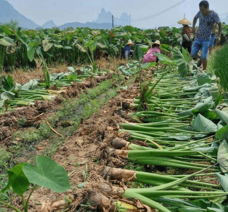 原創變異了印度恆河水澆灌的芋頭重達100斤若引進中國你敢吃嗎