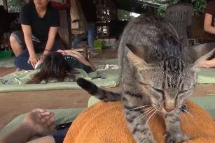 猫咪狸花猫对人表示“好感”有这些行为，宠主别不明白