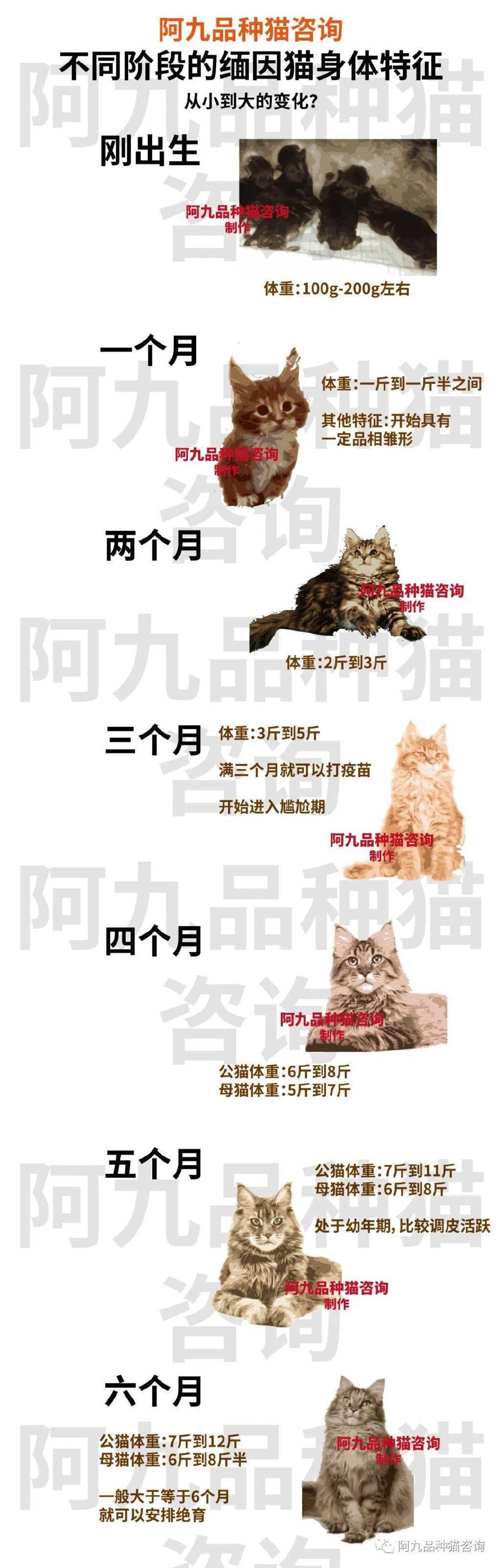 缅因猫可以长多大,缅因猫多大开始长微博,宠物级缅因猫能长多大_体重