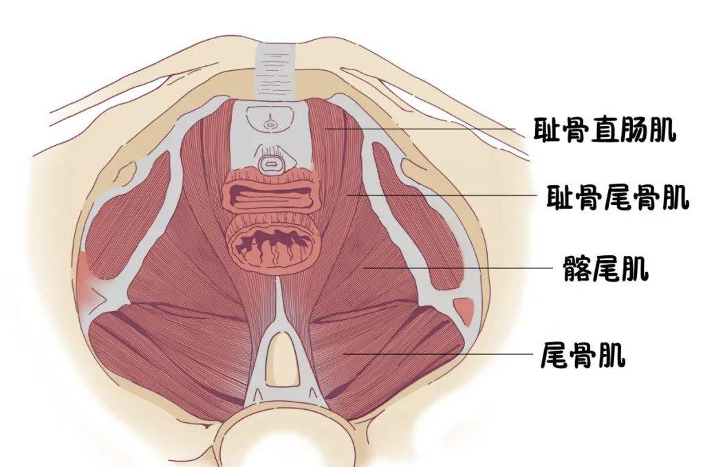 阴道,尿道,肛门四周有成束的盆底肌肉称耻骨尾骨肌 (简称耻尾肌,pc肌)