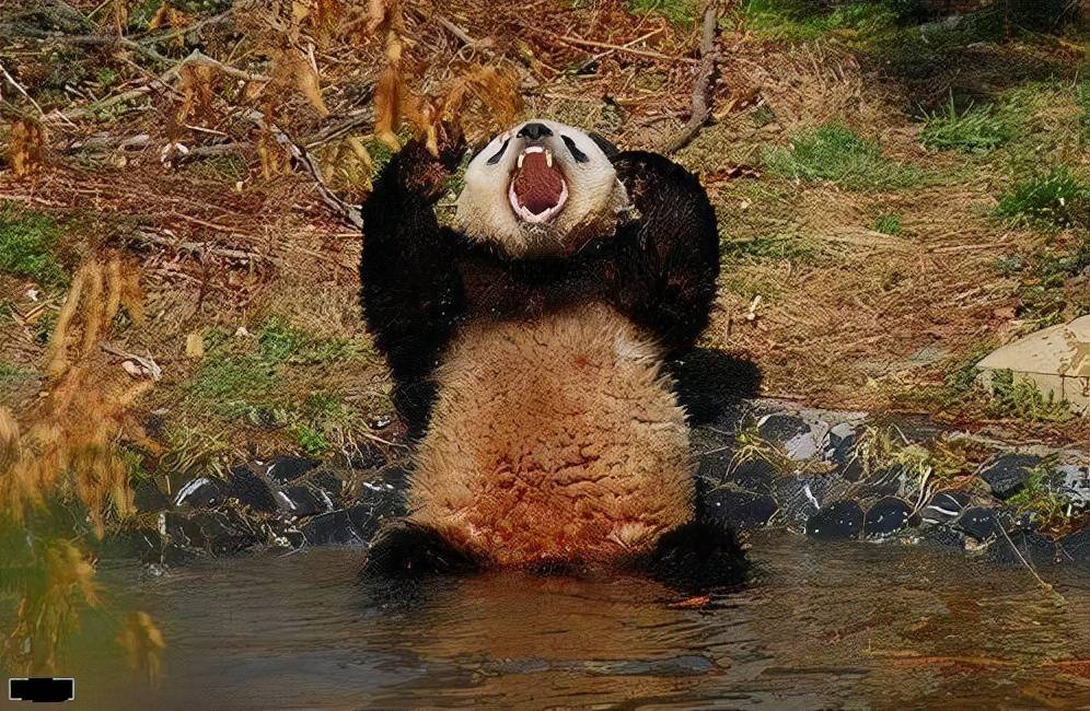 大熊猫告诉你吃素为啥也能胖吃草的牛也能长肌肉