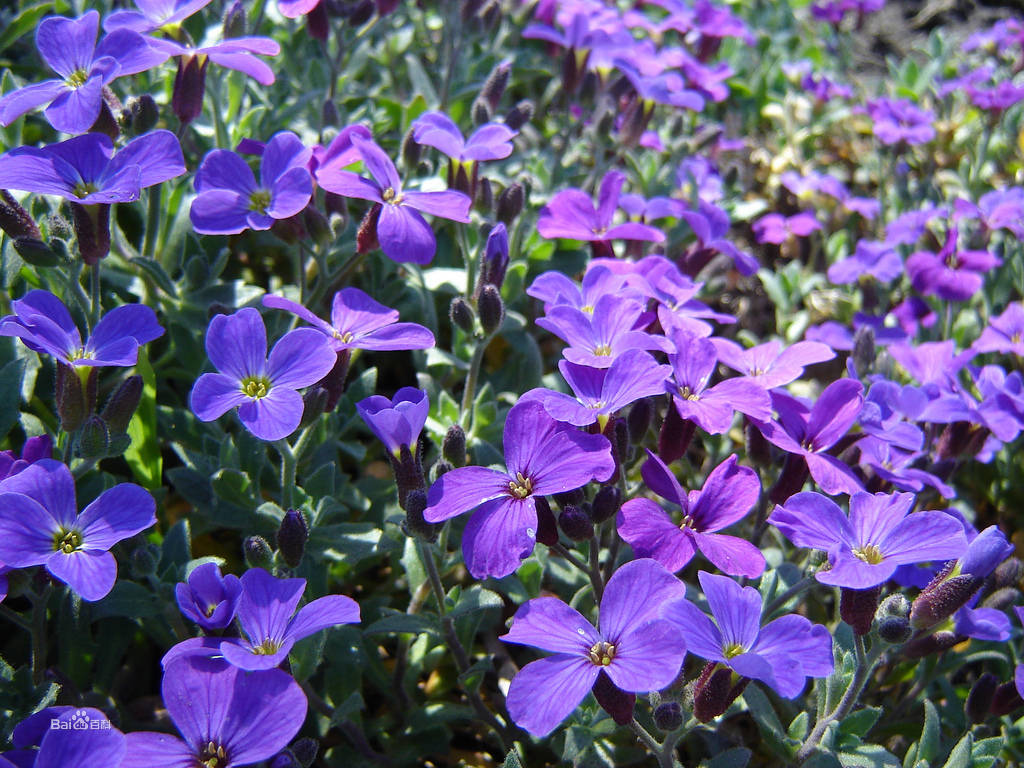 10种紫色系的花春天种在花园里如梦如幻