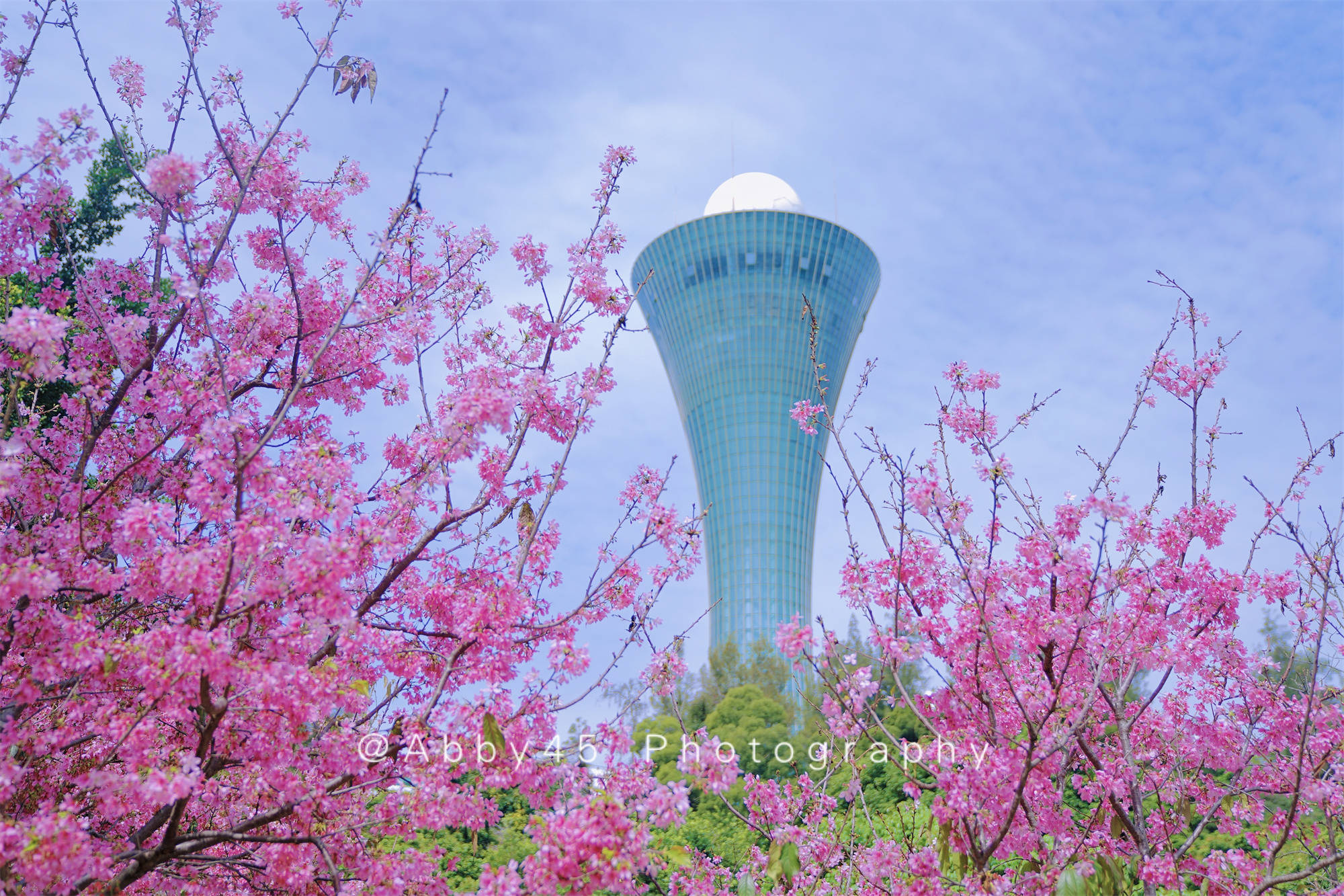 春游正当时，厦门“樱”你而美，海上明珠塔下的樱花谷花开正艳