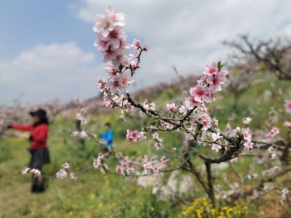 黔西南州|黔西南州十里“桃花谷”，桃花开了