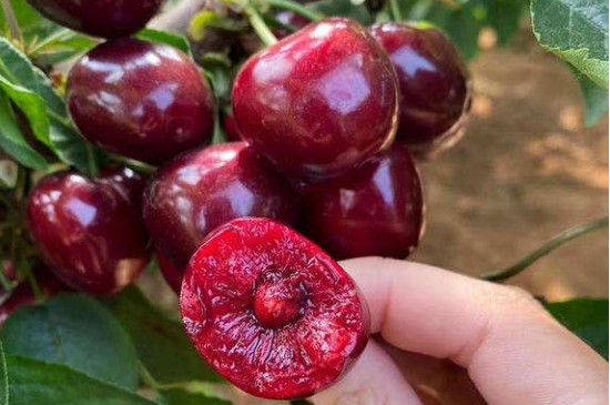 小波车厘子苗基地告诉新农人车厘子黑珍珠和桑提娜的区别