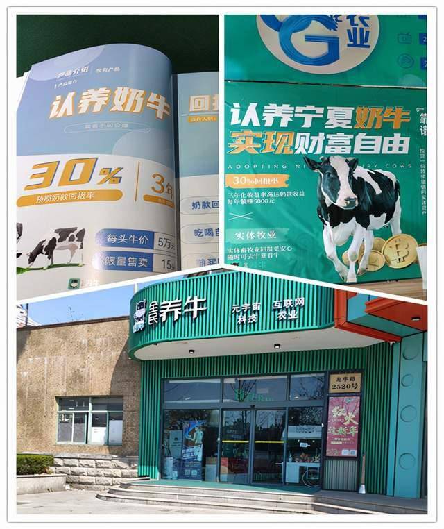 “全民养牛”公开高利吸储 心存侥幸还是挑衅法