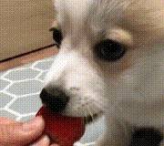 都跟柯基:不要被我们可爱的外表所欺骗,没事也看看我们的内在