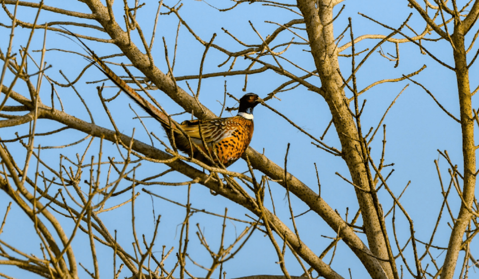 家鸡和野鸡有何关系为什么野鸡一到晚上就消失去哪了