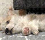 都跟柯基:不要被我们可爱的外表所欺骗,没事也看看我们的内在