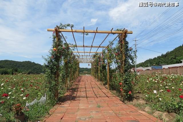 三台镇域 | 古井滋养漫野星辰_古井镇_三台县_建设