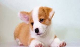 都跟柯基:不要被我们可爱的外表所欺骗,没事也看看我们的内在