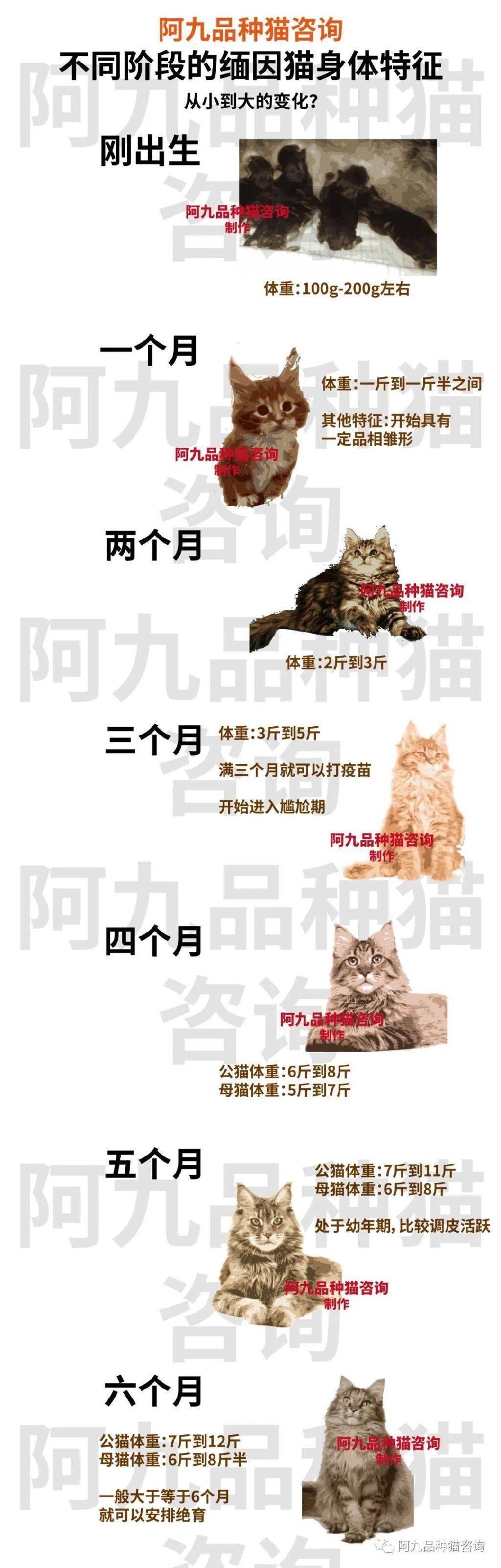 缅因猫标准体重对照表图片