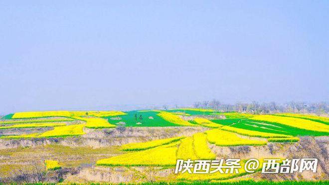 春到泾阳千亩油菜花竞相盛放