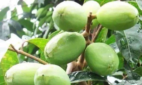 中草药胖大海图片胖大海植物图片胖大海图片胖大海,椭圆状披针形的