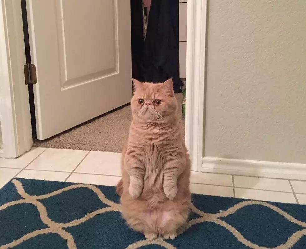 因为加菲猫为什么越来越多人养？网友：养了之后就不想换猫了