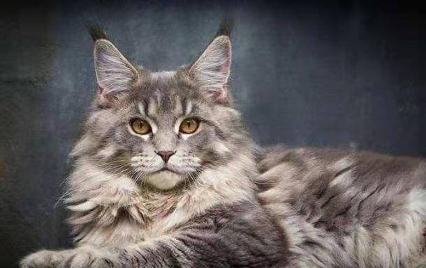 美国何以解忧?唯有喝酒与撸猫!