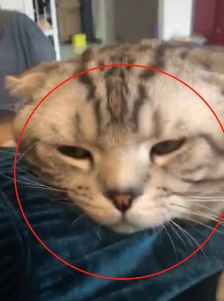 猫咪肥猫趴在女主人身上睡着了，被强行叫醒后，它的反应哭笑不得！
