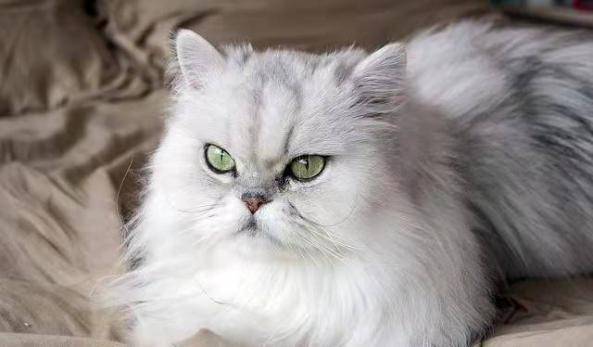 美国何以解忧?唯有喝酒与撸猫!