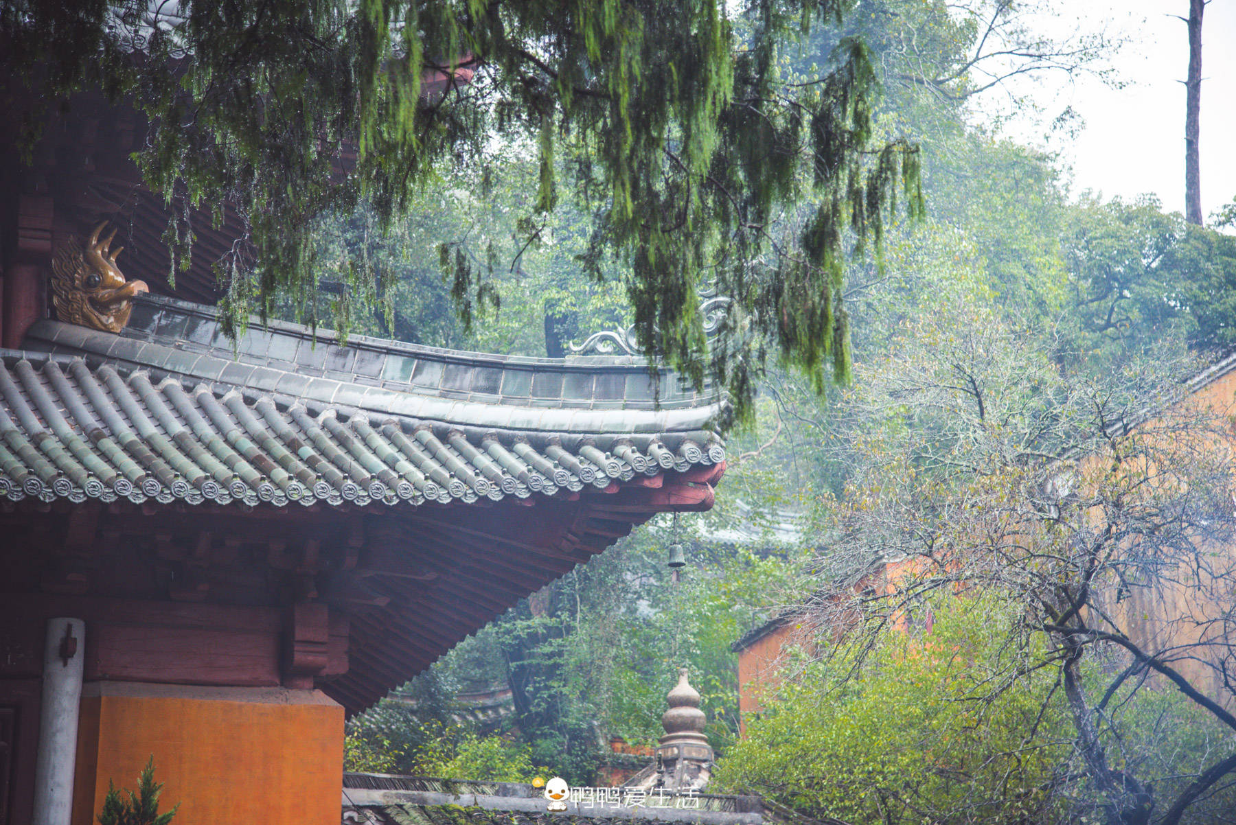 寺庙|浙江最仙的一座城市，有400多座寺庙，国清寺藏于山间低调有内涵