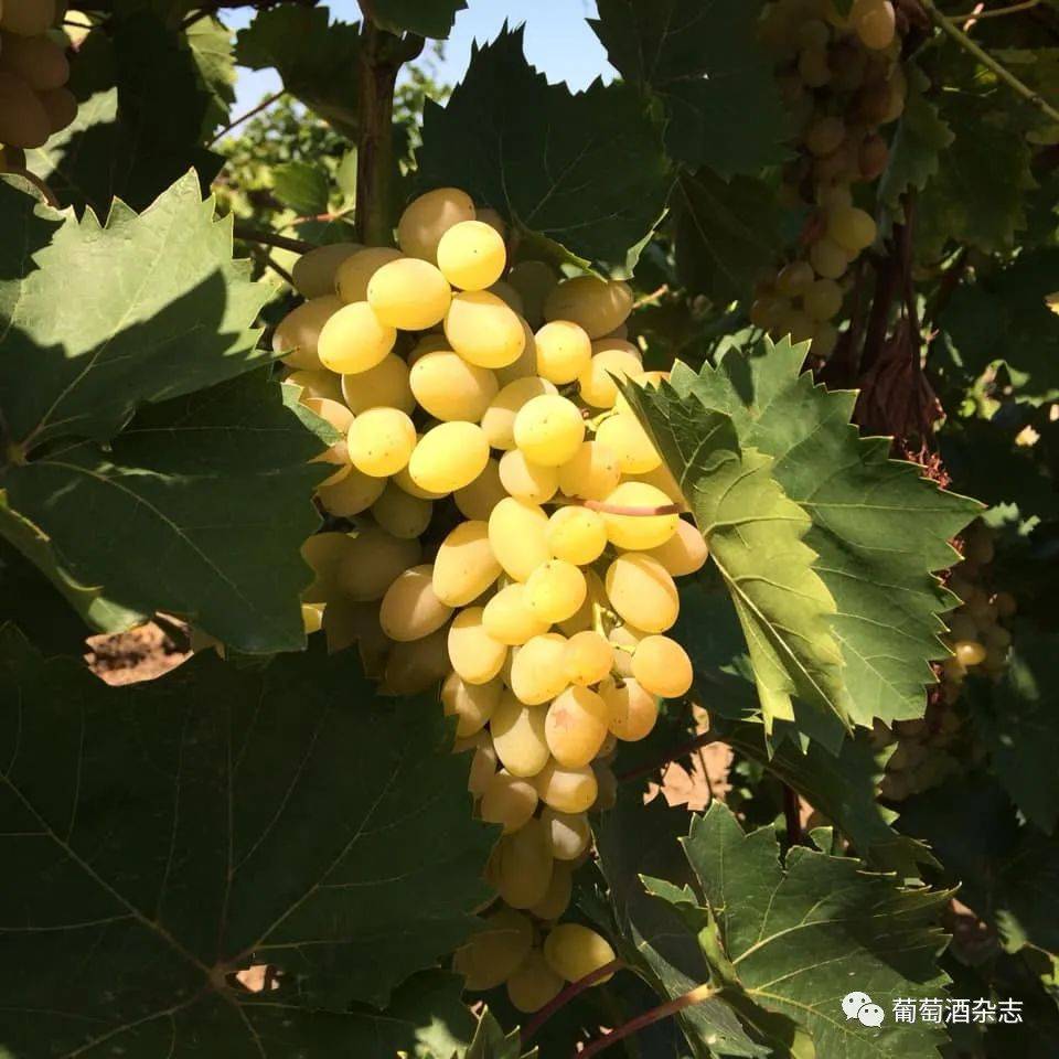 库班|黑海边上的诗与酒——俄罗斯葡萄酒如何延续了2000年？