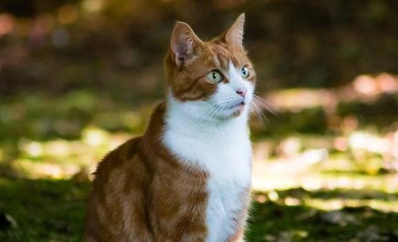 原创别再说中华田园猫土了论颜值我们土猫愿意与品种猫一战