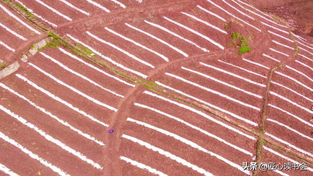 乡村振兴邻水县大豆玉米种出新法子农民增收多条好路子