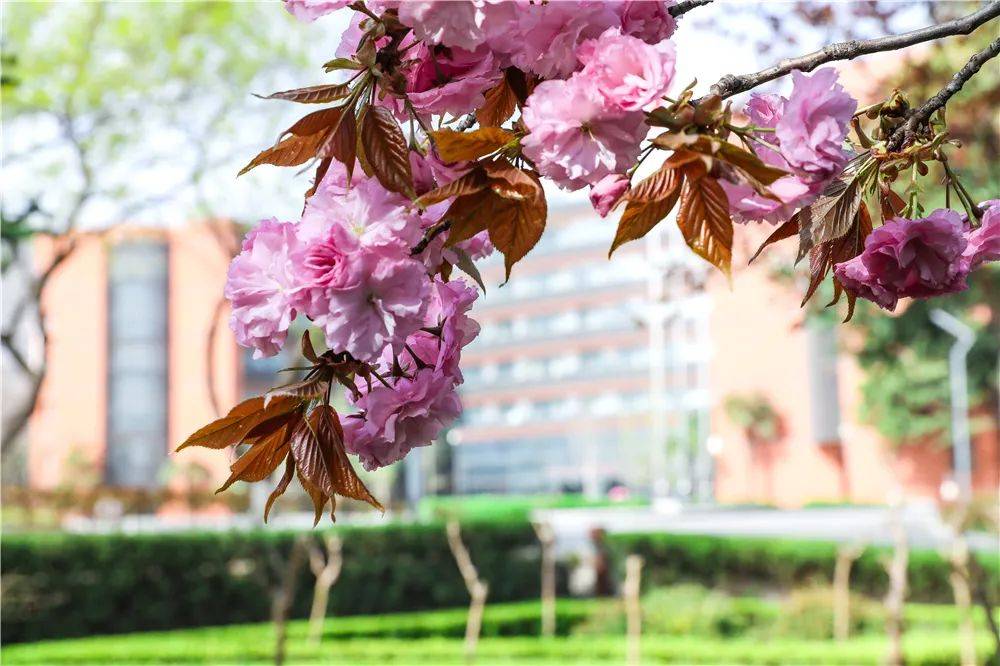 宿舍|西安翻译学院樱花盛开，春天限定浪漫之约