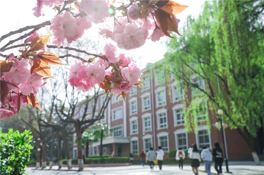 宿舍|西安翻译学院樱花盛开，春天限定浪漫之约