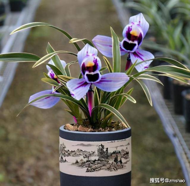 建兰色花第一名品“紫月荷”，花开富贵吉祥，兰香扑鼻，养兰首选_