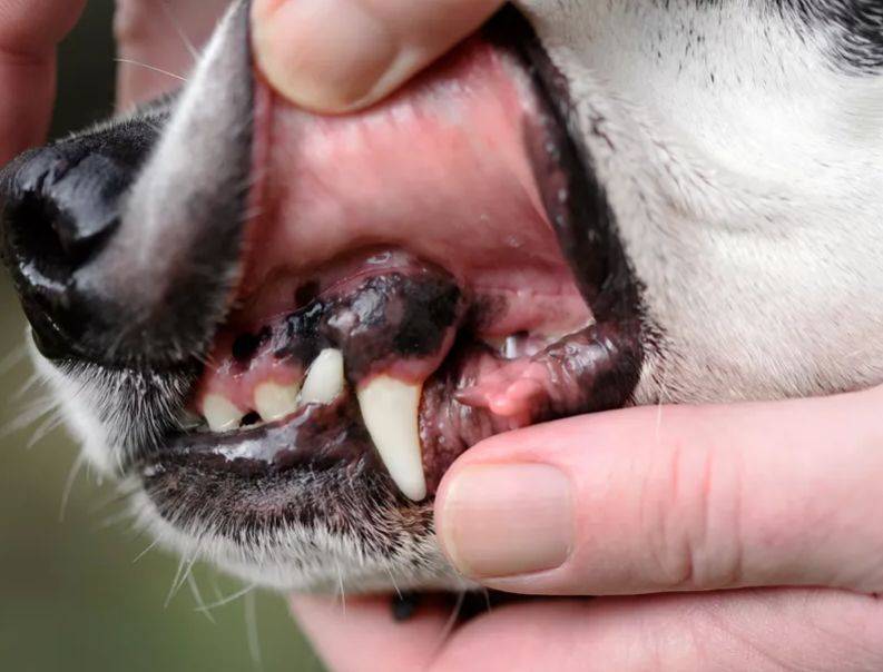 不同颜色的牙龈对应狗狗的健康状态