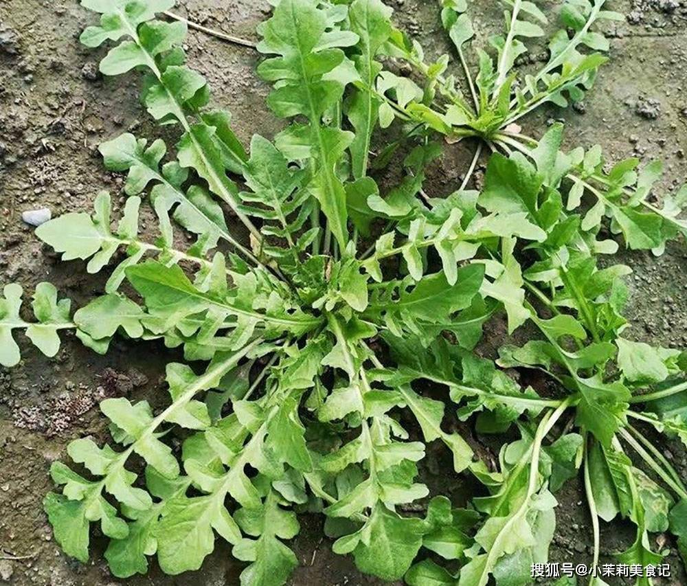 春天吃荠菜“禁忌”多，牢记：1不放，2不忘，3不吃，不懂别乱吃_时候_烹调_味道