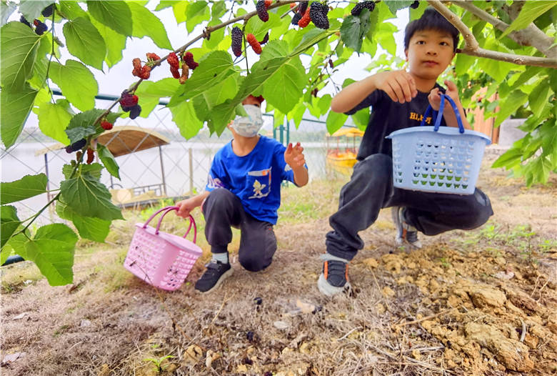 红墙|打卡世界20面网红墙，摘桑果坐画舫，体验珠三角捕鱼活动