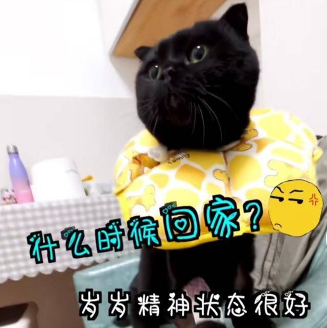 太意外网红黑猫千岁岁去了喵星网友它只是隐身了