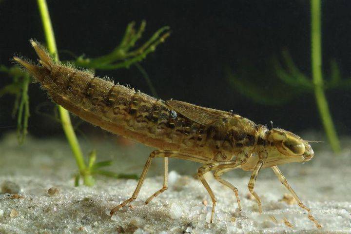 八年才能长大,每年都能吃掉三千只蚊子的益虫却被人类疯狂捕食_水虿