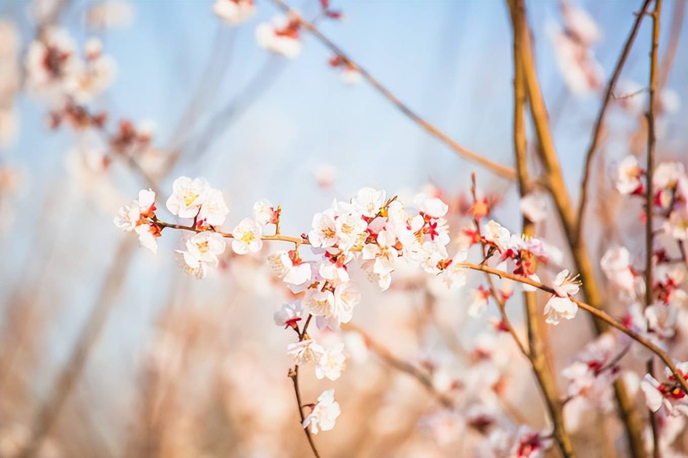 地图|石家庄赏花踏青地图出炉，处处都是桃源，这座小众公园你来过吗？