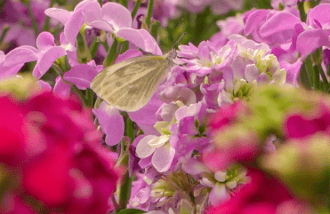 城中|西安航天基地：花草芳菲春意浓