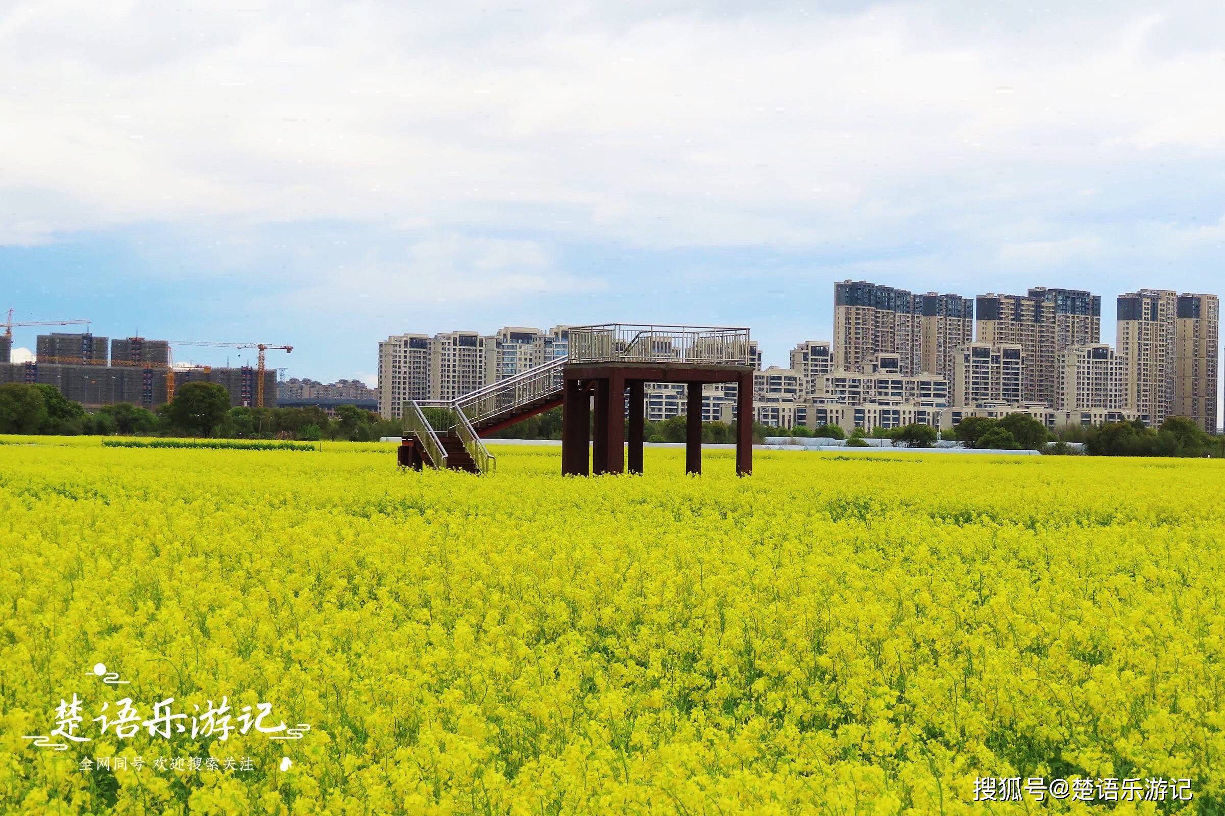 宁波这片花海成网红,距市区仅5公里