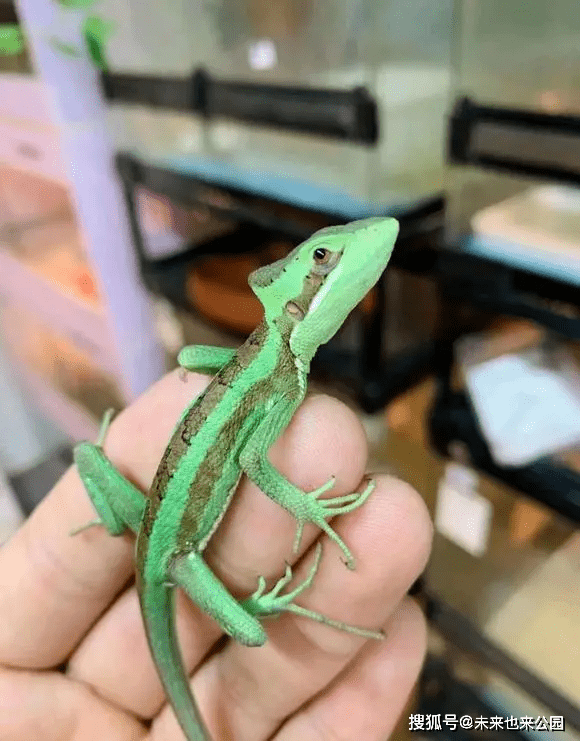 「锥头蜥」树上的尖头怪_蜥蜴_环境_特征