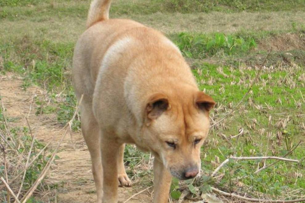 原创杭州临安发现一只黄猄一条腿被兽夹夹伤好心大妈救助后放生