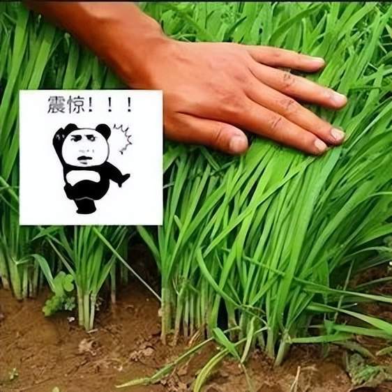 原创一件衣服5000元还是次品为什么你会被奢侈品割韭菜