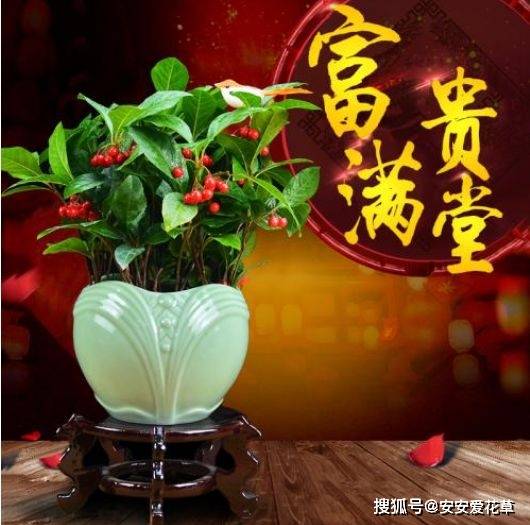 原创这花人称黄金万两春花秋实挂满红果金玉满堂好运自来